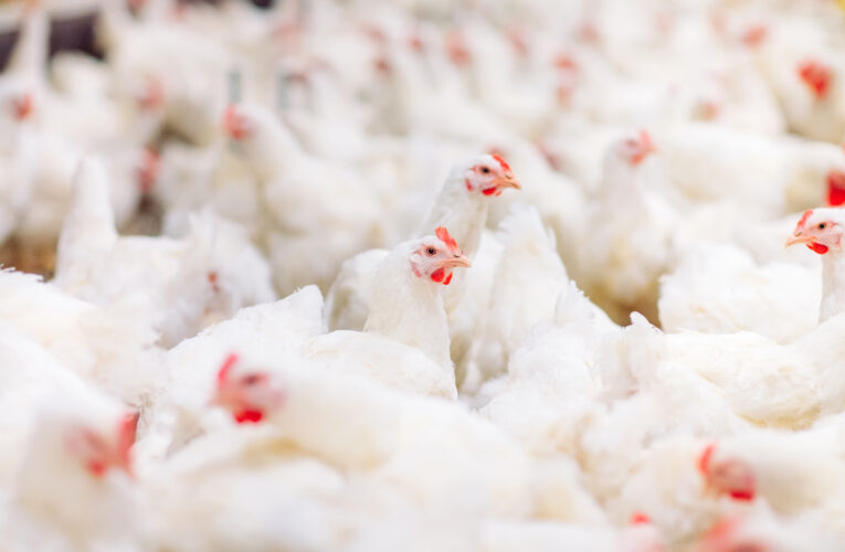 Szlachetstal – Setting Standards in Poultry Processing Technology